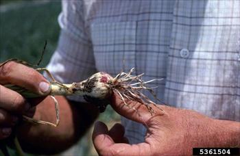 ریشه صورتی(سرخی) پیاز